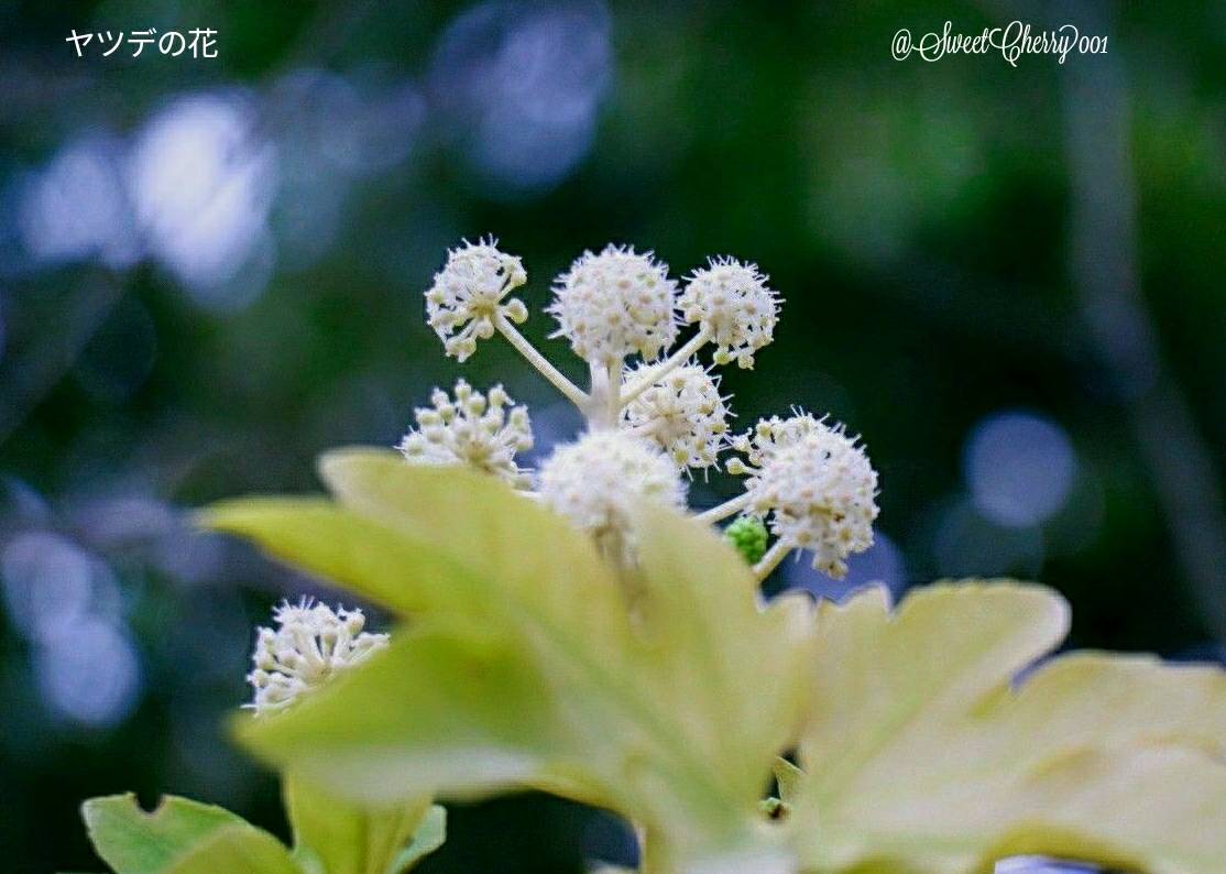 ヤツデの花 Twitter Search Twitter