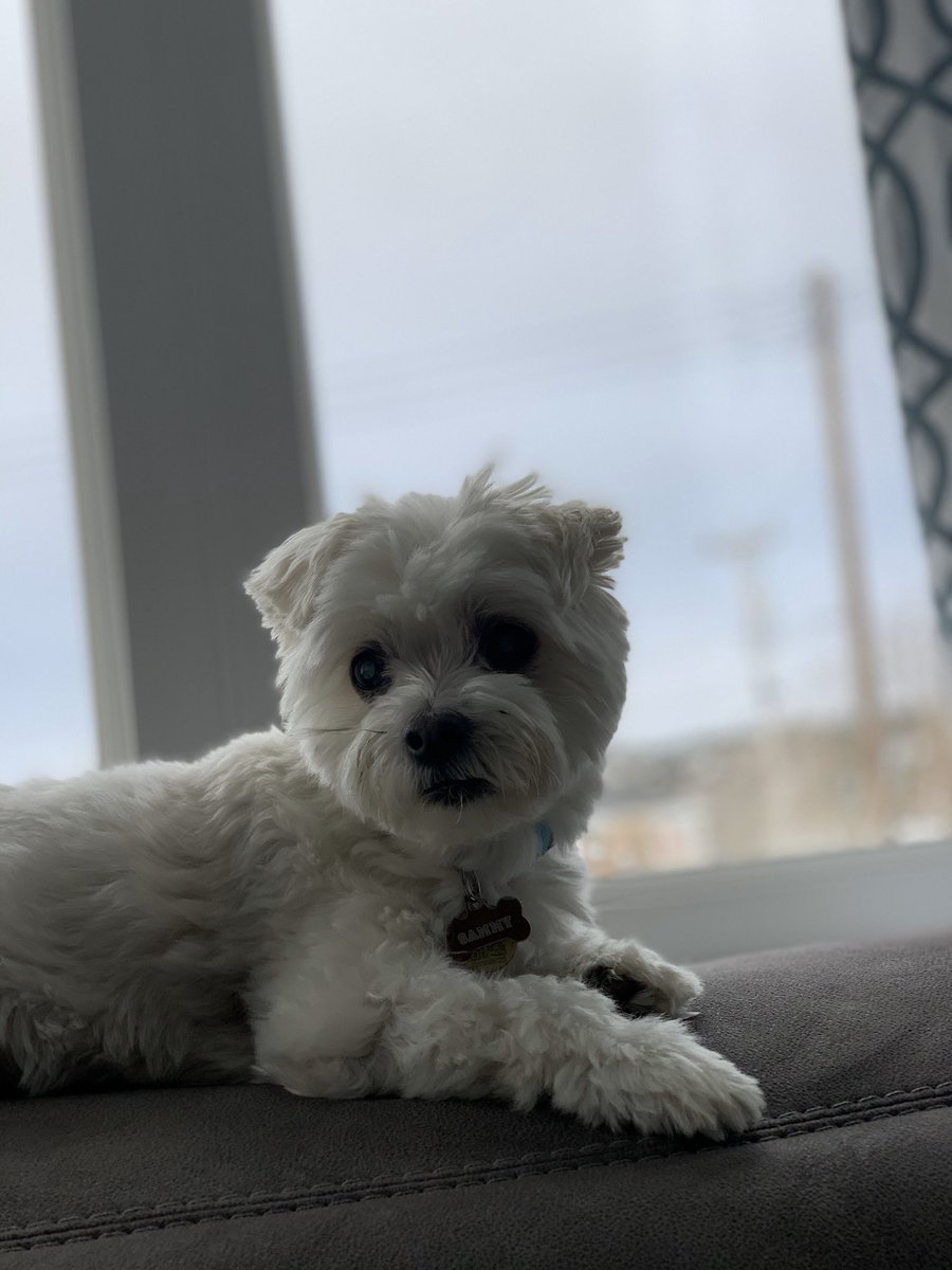 eriscctv's tweet image. #petsofMUN me and my lil buddy :-)