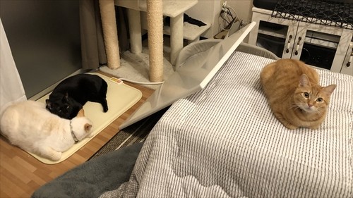こたつの“まさかの特等席”を独占する猫ちゃん ふかふか&ぬくぬくの場所を見つけてドヤ顔の「あめ」くんがかわいい https://nlab.itmedia.co.jp/nl/articles/2001/20/news060.html … @itm_nlabさんから
