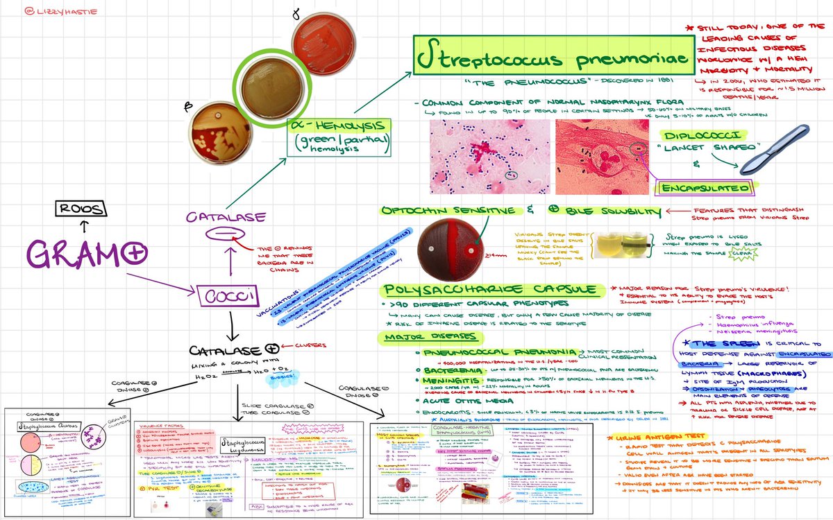 For this #MicroMonday, I added Streptococcus pneumoniae to my #EmoryID Gram stain sheet. Reading more about it, I have gained so much respect for the massive amount of research that has gone into this virulent bacteria and its capsule. #q24MedMoment #GramStainGoals