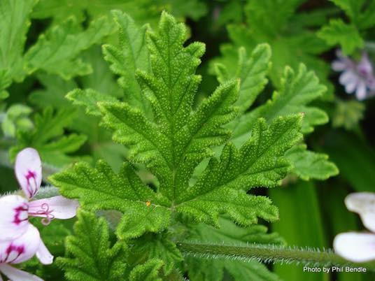 Learn About Scented Geraniums' Wonderful Aromas @ Cleveland Botanical Gardens sws.sh/Q4dul