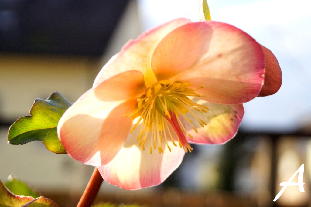 Feenhafte Farbspiele. Ich bin verliebt ackerzeit.wordpress.com/2020/01/21/fee…