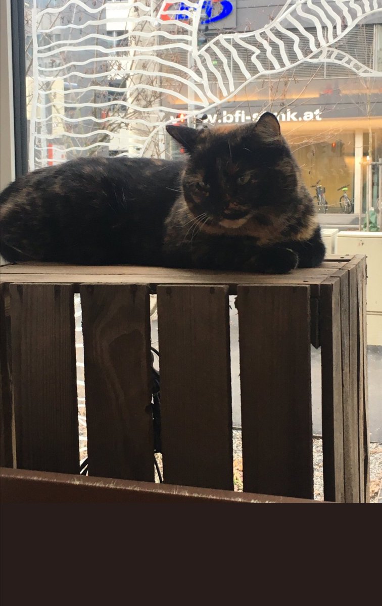 Lots of thanks to 
<a href="/pialinas/">Pia Alina Schulz</a>:  THIS is our 
<a href="/fh_joanneum/">FH JOANNEUM</a>
 campus cat. Actually, she is usually found at the coffee shop looking IN: Barista in Eggenberger Allee
#tortie #UniversityCat
