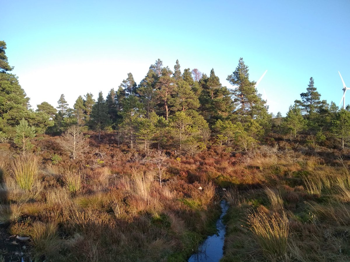 heatinthatsun's tweet photo. Doing a really lovely project on preserving peat boglands in North Scotland for #gsaws. Enjoying lots of folklore detailing people's fear of bogs attacking villages and absorbing humans whole. https://t.co/V2vj4xERWY