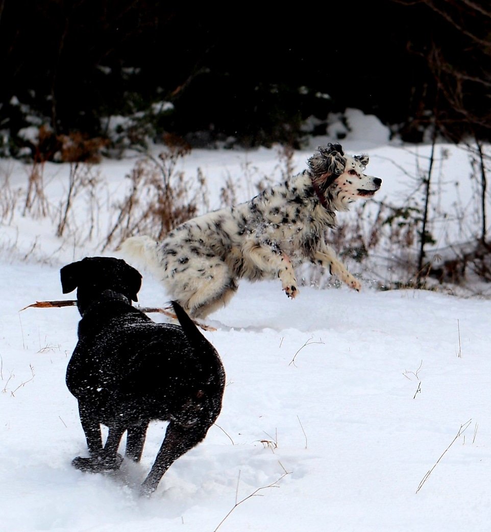 TWChapman1's tweet image. Sisters of different misters. Diggity and Maggie chasing sticks #petsofMUN