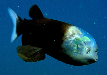 Photo credit: MBARI.
Photo depicts a barreleye fish from a side view. Its large "barrel eyes" are illuminated.