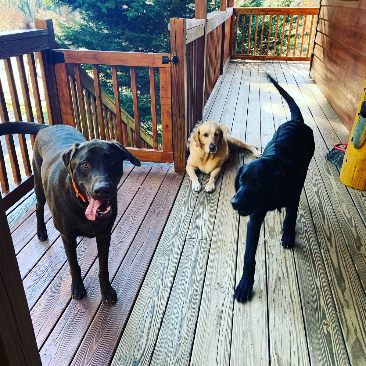 HendoLife's tweet image. Don’t forget to bring your four-legged friends indoors! Lows in #hendersonvillenc in the teens!