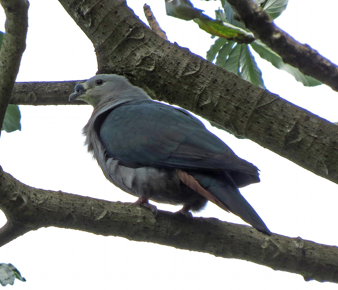 a_london_pigeon's tweet photo. MT Alan Brown @Alan_Brown71
Pacific Imperial-pigeon (Ducula pacifica) and Rarotonga Fruit-dove (Ptilinopus rarotongensis) aka Lilac-crowned Fruit-dove .. both on Rarotonga #Cook_Islands   #South_Pacific_Ocean 
Original tweet:   
https://t.co/PunZZoHmhP https://t.co/oH8PDdgtyi