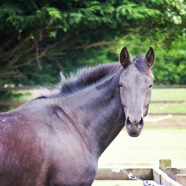 faside_stud's tweet photo. Our lovely homebred mare She's The One (by Sandro Hit out of Rubins Black Magic) is expecting a Vitalis foal in July 2020 #foalsdue2020 #foals2020 #vitalis #sandrohit #dressagefoals #breedthebest #dressage #dressagehorse https://t.co/PS9ksptiMI