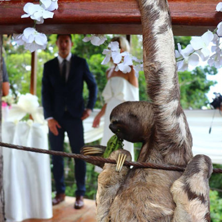 treehouse_lodge's tweet image. Imagine this getting #married  or renewing your vows in a treehouse and a sloth as your ring bearer. Learn more: treehouselodge.com/romance/