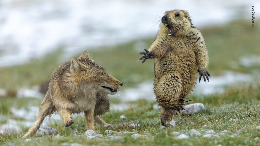 #Photo #Wildlife #GiantlySurprisedMoment #MarmotInTheBrownHood and #Wolf 
#Copyright to #YongqingBao 
Eeeeeeeeek! 
src: nhm.ac.uk/visit/wpy/gall…