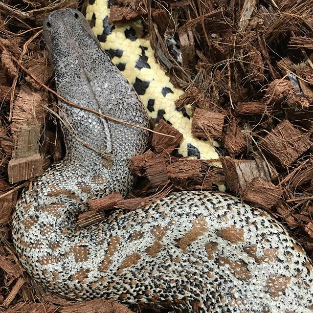 DesignerExotics's tweet image. Such a cool neck pattern! Batrix female #bloodpython #snakes #pythons #batrix