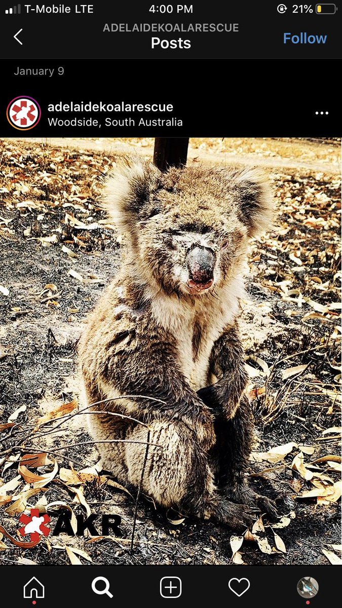 SubrenaPayton's tweet photo. ‼️WARNING‼️ graphic content❗️ Australia is burning as we speak and they need all the help they can get. Some 1.8 billion animals have perished to these bushfires and more continue to suffer. Here are a couple links to donate 2‼️ https://t.co/5YCqlPCyP7 ⭕️ https://t.co/eMtRBal5FJ https://t.co/uLRkDUgBDV