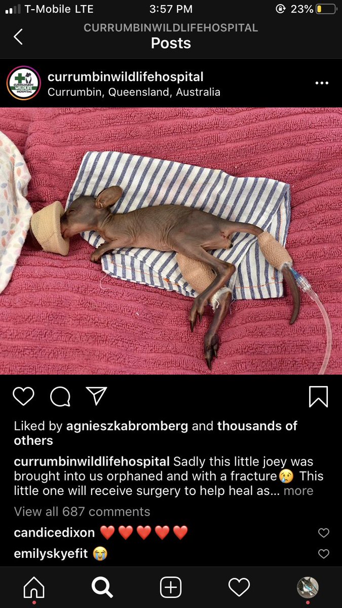 SubrenaPayton's tweet photo. ‼️WARNING‼️ graphic content❗️ Australia is burning as we speak and they need all the help they can get. Some 1.8 billion animals have perished to these bushfires and more continue to suffer. Here are a couple links to donate 2‼️ https://t.co/5YCqlPCyP7 ⭕️ https://t.co/eMtRBal5FJ https://t.co/uLRkDUgBDV