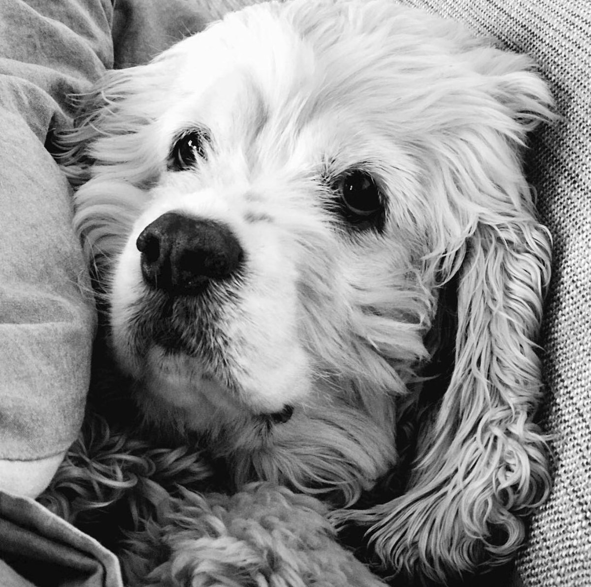 Bentheben13's tweet photo. Miss my dog 😔 #mydogiscutest #poupy https://t.co/bEWZVCiHw0
