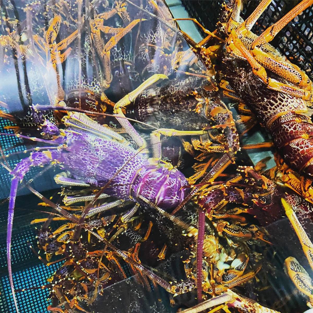 Spot the odd one out! It’s so cool when we get a purple lobster come through! 
#southernrocklobster 
#purplelobster 
#fergusonaustralia 
#lobsterfishing 
#southaustralialobster 
#australiaseafood