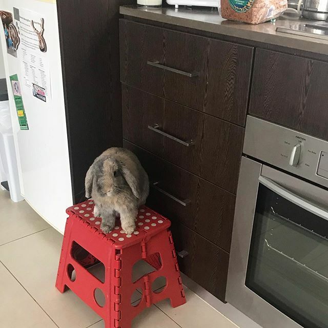 brookeschoenman's tweet photo. A bun who has mastered the art of begging while I’m in the kitchen. He may not make a sound like other pets but he’ll sure let you know he’s there 😂 #bunnywantstreats #pleasemomgivemesome https://t.co/IehNfXLdD5 https://t.co/tURGkT61t3