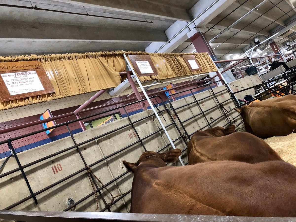 TRIOCattleGen's tweet photo. Welcome the IBBA Standard of Excellence Regional Brangus Show @ the Fort Worth Livestock Show. We are excited to kick off the new year & decade of exhibiting Red Brangus. We are even more excited by these 3, “Francisco 175F2”, “Turbo 600/9”, and “Sidney 81F2”. #gobrangus #triocg https://t.co/uRmC6Ky10O