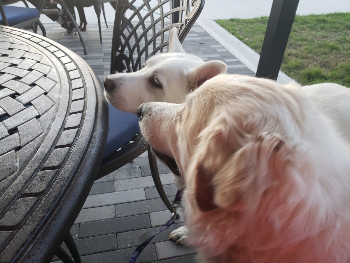 Yo mom gives me some beers.  In dogs year i's old nuf but not sissy.  #rescuedog #dogs #dogsoftwitter #beers