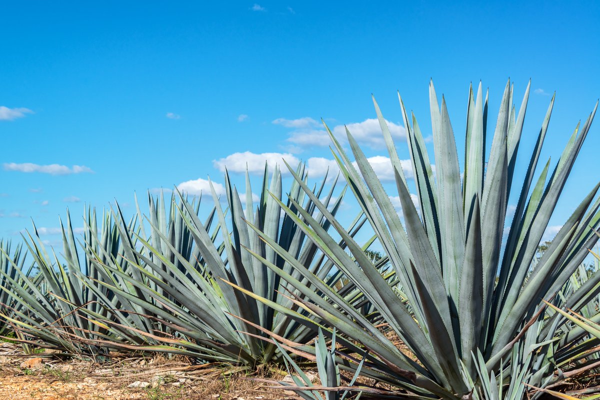 nectave's tweet image. Please feel free to call, email, or stop by our location. Nectave is always #available and happy to help with any inquiry you may have. We look forward to working with you!

Request A Quote Now!
bit.ly/37E5JTh

#organic #sweetner #bulk #agave #Quality