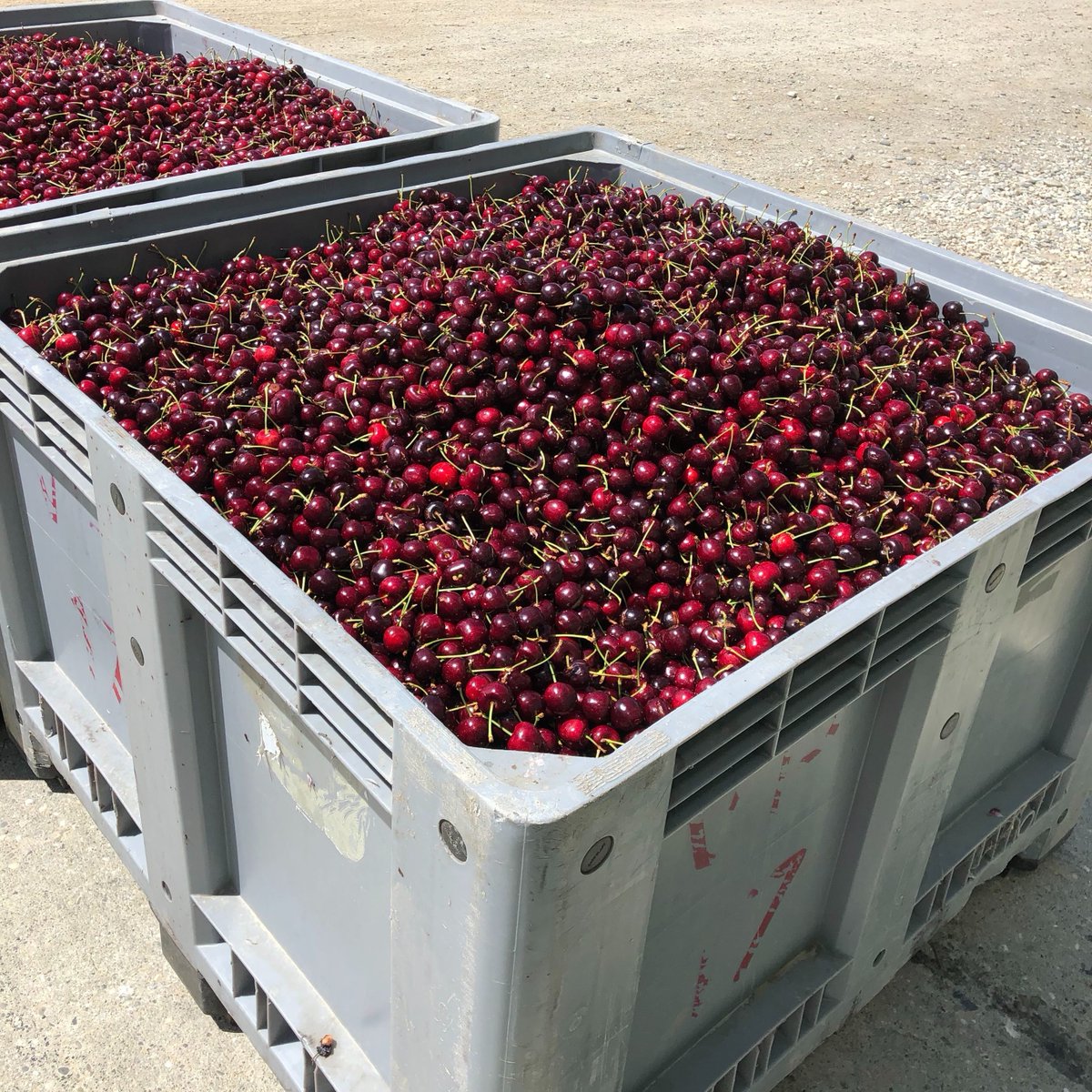 We're wrapping up the cherry harvest here in New Zealand and are now setting our sights on <a href="/evokeAG/">AgriFutures evokeAG</a> next month. Hopefully we will see you there!
#evokeag #foodfarmfuture #melbourne2020 #cherry #NZagtech #auagtech #ausag