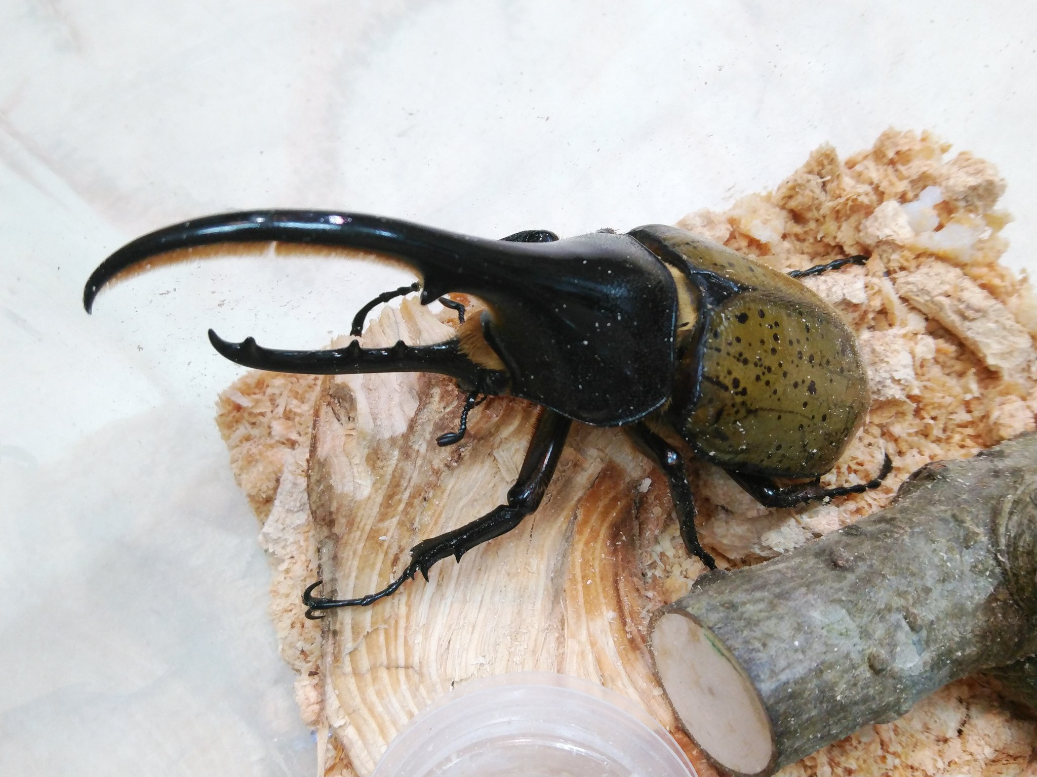 Little Story 今日も12時から営業中です 今日は外国産カブトムシを数ペア陳列しました ヘラクレスヘラクレス 100up 135upと小ぶりです タイ産ゴホンヅノカブト こちらも小ぶりです ティティウスシロカブト エレファスゾウカブト 105ミリ