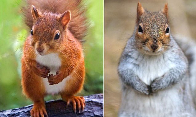 Neither is any more native than the other. Red squirrels from Scandinavia, grey squirrels from North America. Both are now part of the UK landscape, and deserving of respect and compassion. #UKgreysquirrel2020 #SquirrelAppreciationDay