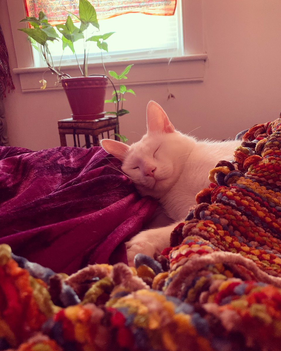 _savroserichman's tweet photo. a comfy bean 🤍 https://t.co/4jXcUw4OrC