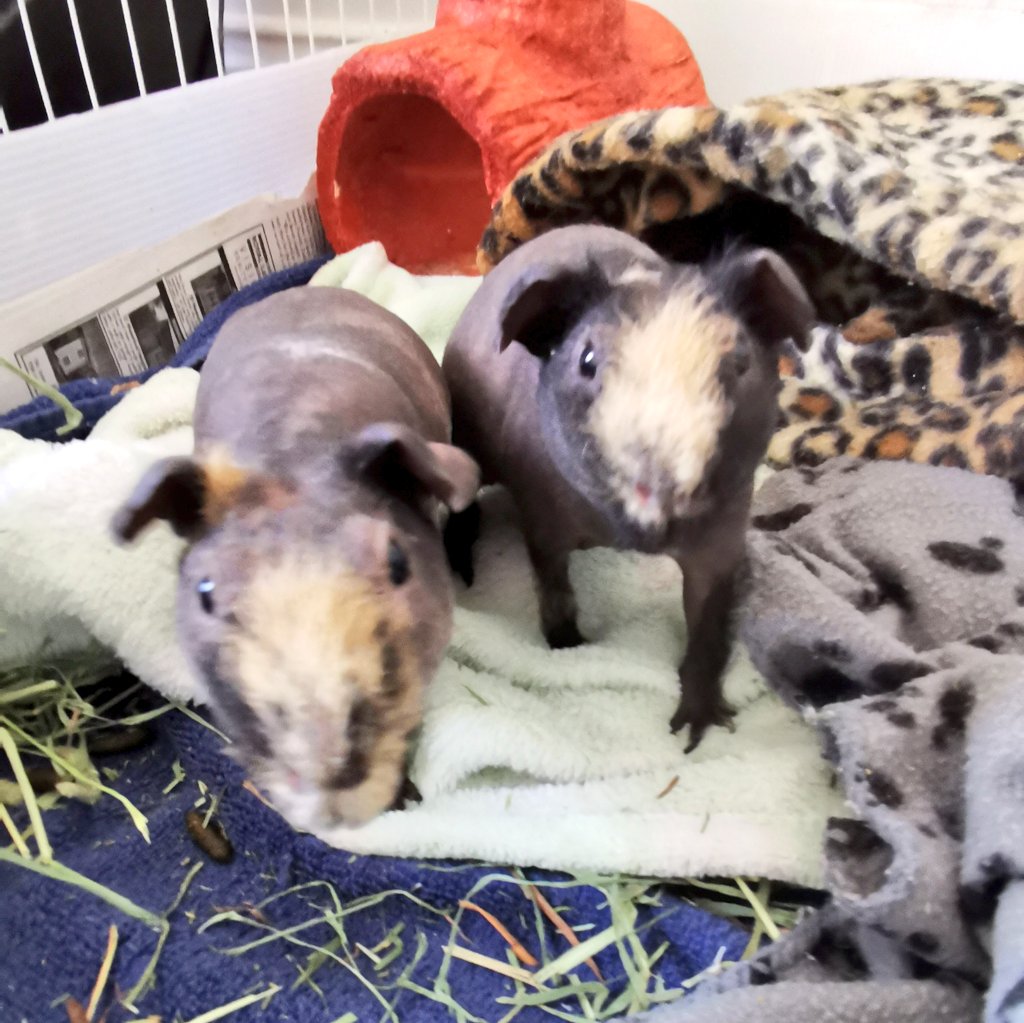 zzzaren's tweet image. We're MUN alumni and I'm a former staff member. Here's skinny pigs Dougal and Hamish and our rats Penelope, Bonnie, Ginny, and Whisky keeping us company! #PetsofMUN #snowmegeddon2020