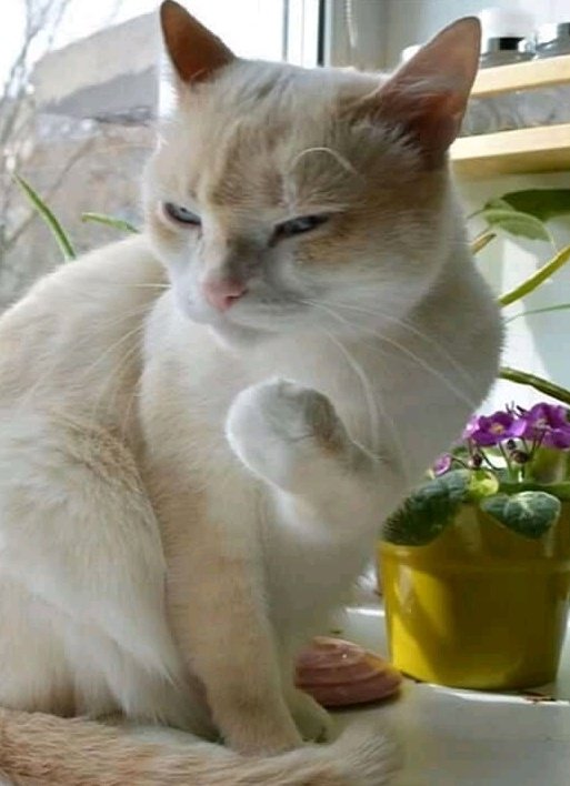 CatsHiddleston's tweet photo. ๐ช Hehehehehe ๐๐๐๐
#TomHiddleston #Hiddlestan #HiddlesSpam #HiddlesCat #HiddlesMonday #MondayMotivation #MondayMotivaton #LokiDay #LokiSpam #Lokiseries #LokiLovers #CatHiddles #CatsOfTwitter #ILoveCat #ILoveTomHiddleston #HiddledKitty #Lokitty https://t.co/jrkwEgNoQB