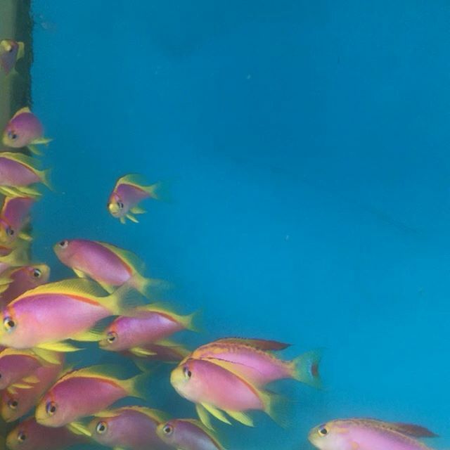 Psuedanthias ventralis 
One of our Deep Water Coral Sea specialties 🐠
.
.
.
#coralsea #greatbarrierreef #cairns #australia #allmymoneygoestofish #ventralisanthias #pseudanthiasventralis #deepwaterfish #saltwateraquarium #anthias #schoolingfish #aquar… ift.tt/36eOTcw