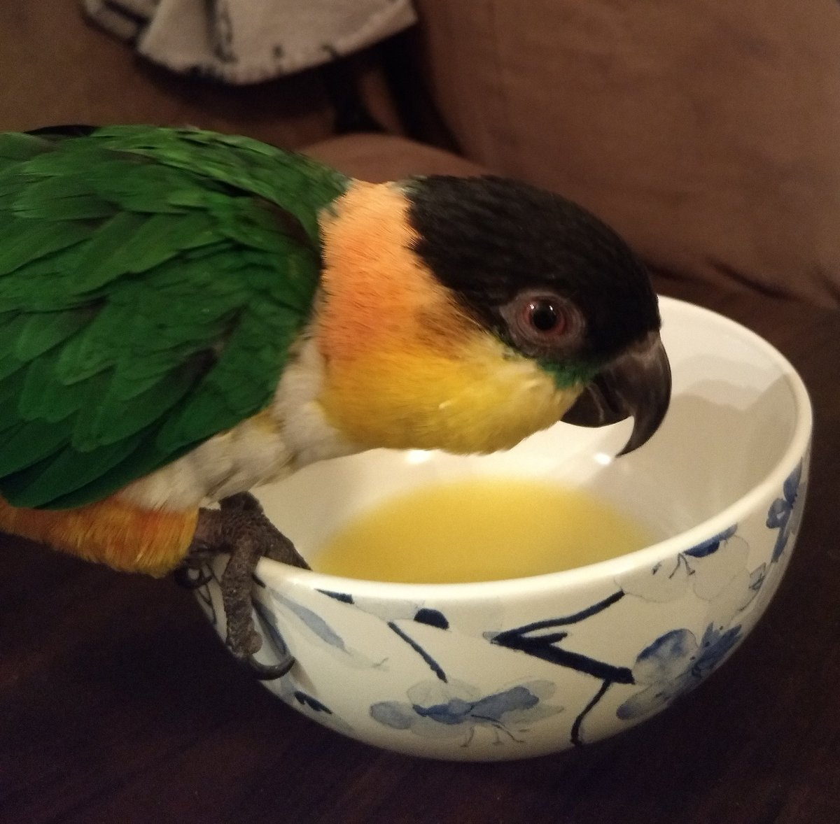 CaiqueCute's tweet photo. I got showered in treats and cuddles today after my vet appointment. I was very brave, although I had to get a shot in my tummy. https://t.co/tAVDYe1wDD