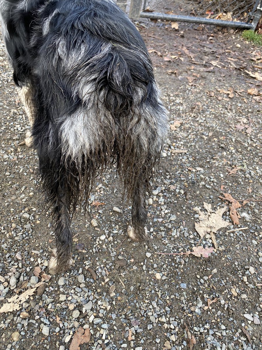 sasssymargarita's tweet photo. Took our girl up the dog park. She had fun and gave no f*cks @aussiesdointhgs @AllThingsAuss #aussiebutt #aussiepantalones https://t.co/TLqRJcBmw6
