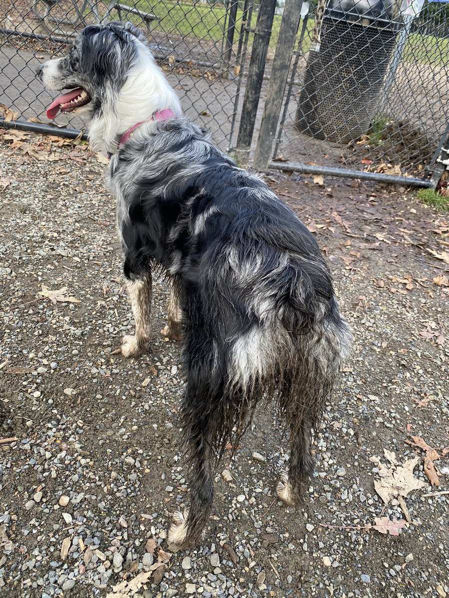 sasssymargarita's tweet photo. Took our girl up the dog park. She had fun and gave no f*cks @aussiesdointhgs @AllThingsAuss #aussiebutt #aussiepantalones https://t.co/TLqRJcBmw6