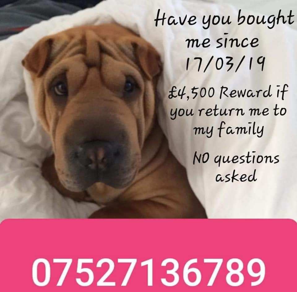 #PetTheftArmy #RipOffBritain #HELPFINDNALA after highlighting the major issues regarding pet scanning and issues encountered by owners of lost/stolen dogs this has to be rectified ASAP