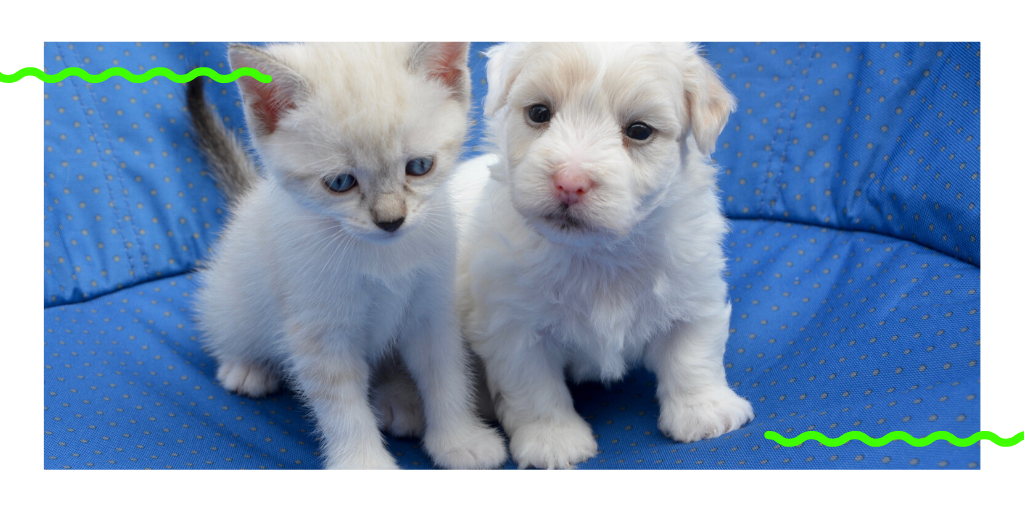 cppughgroup's tweet photo. Who doesn't love hugs?  Just for #NationalHuggingDay...I present extreme cuteness😍🐶🐱 https://t.co/WihxuPwOg8