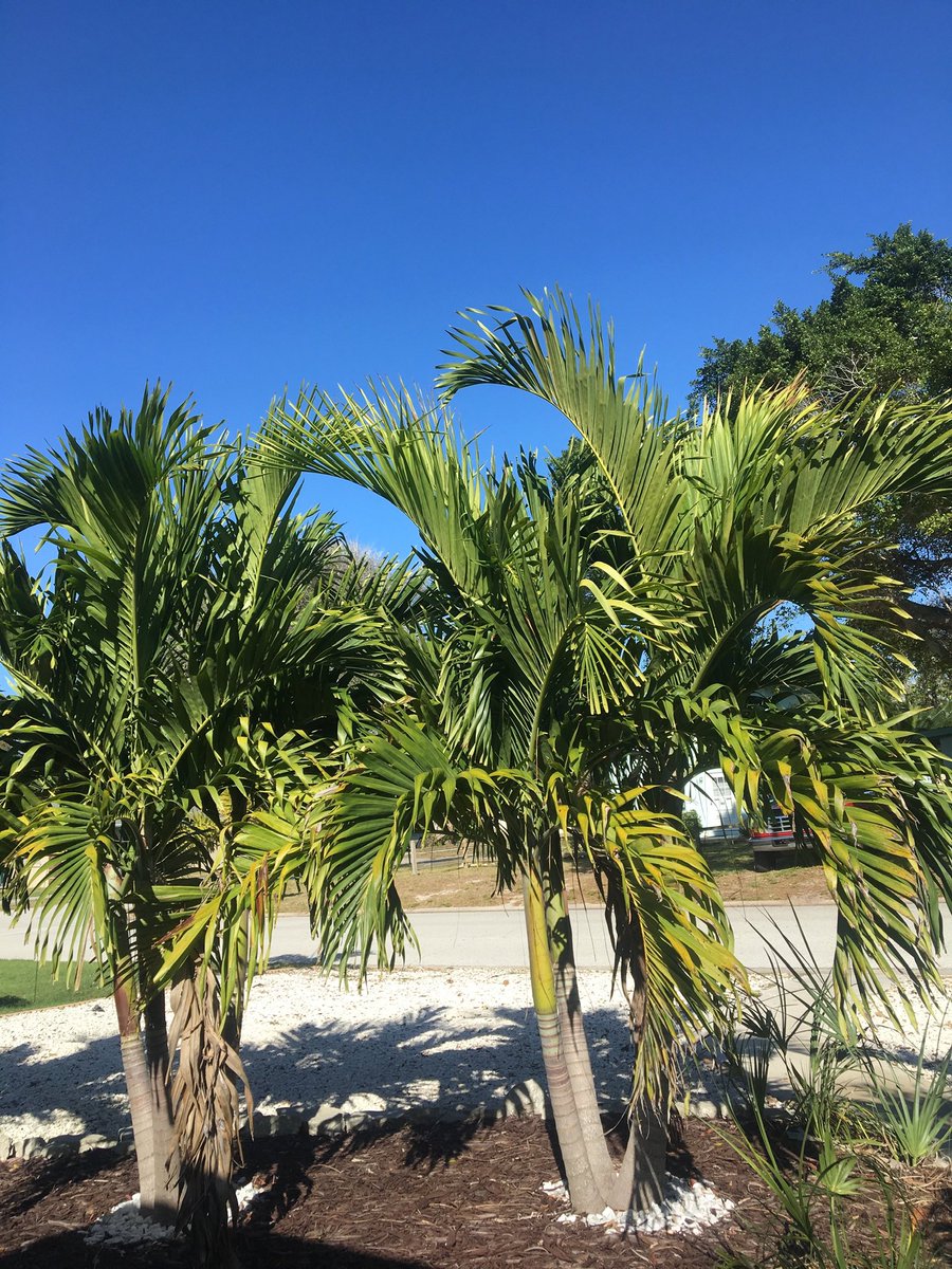 MzFrancesFX's tweet photo. A year ago I was sitting on a beach soaking up the sunshine .. now.. Iβm frozen solid on the couch .. βοΈππΌ#HeadingBack #InNeedOfBeachTime π
βοΈ https://t.co/D5oH4eJydX