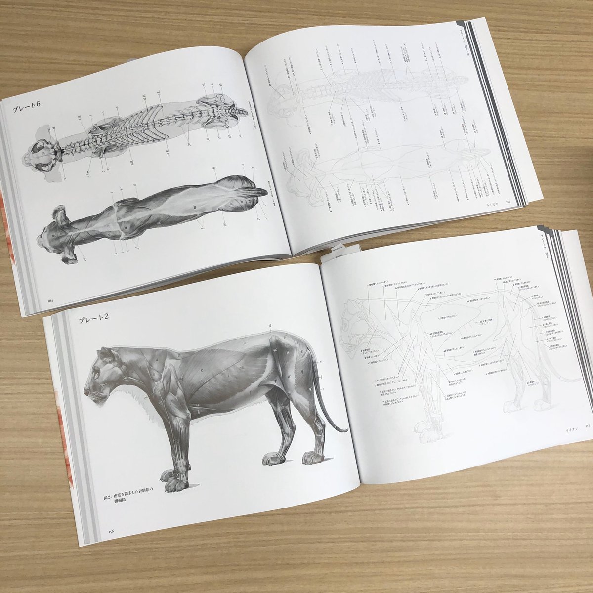 伊豆の美術解剖学者 エレンベルガーの動物解剖学 実物が届きました 発売は1 31 動物を表現するあらゆるアーティストにとって良いリファレンスとなりますように