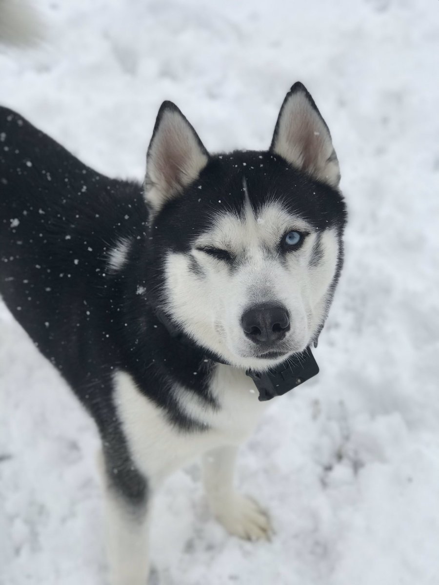 falcon_leigh's tweet photo. my Bleu 😍 https://t.co/BfqOCpSJ8A