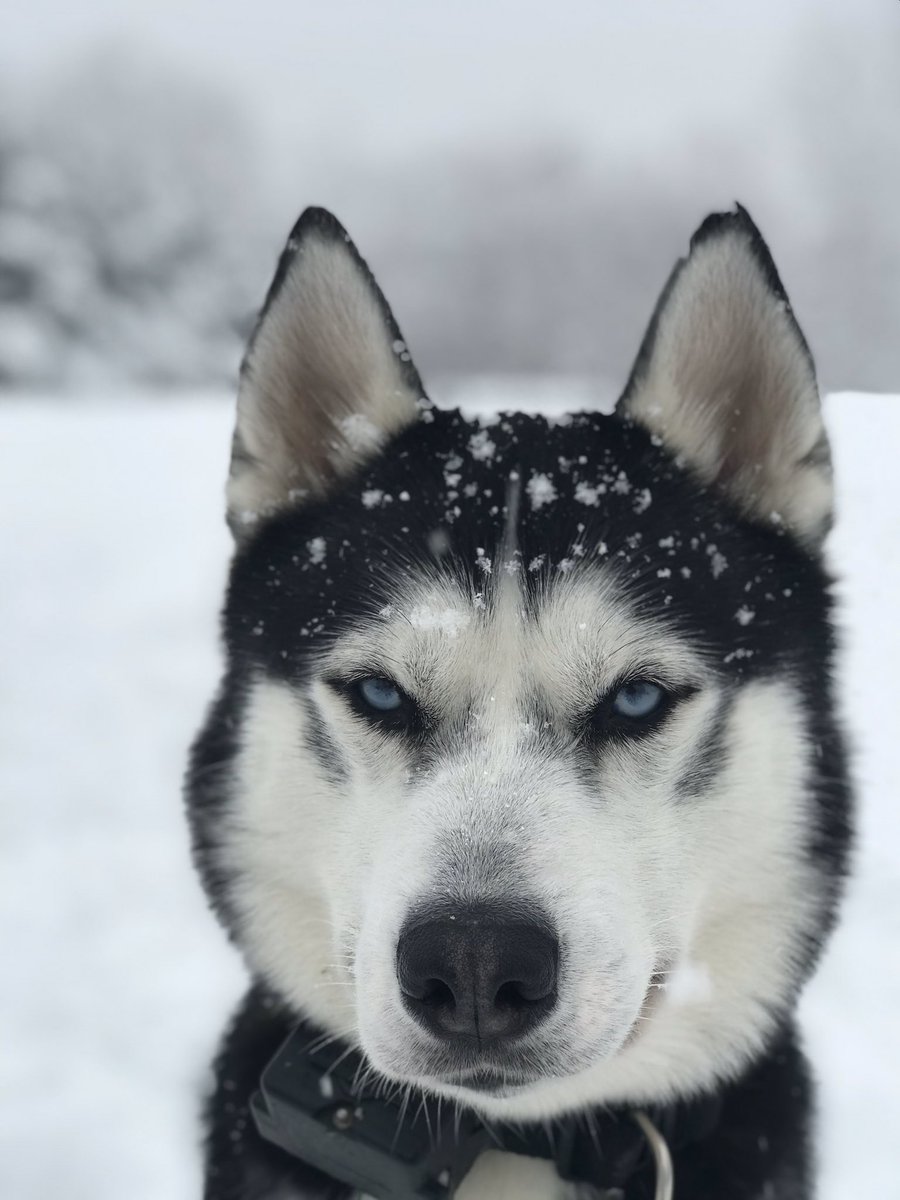 falcon_leigh's tweet photo. my Bleu 😍 https://t.co/BfqOCpSJ8A
