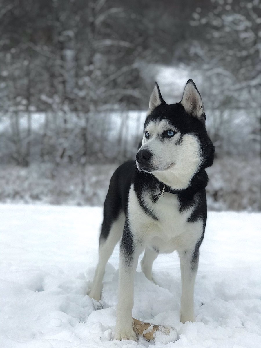 falcon_leigh's tweet photo. my Bleu 😍 https://t.co/BfqOCpSJ8A
