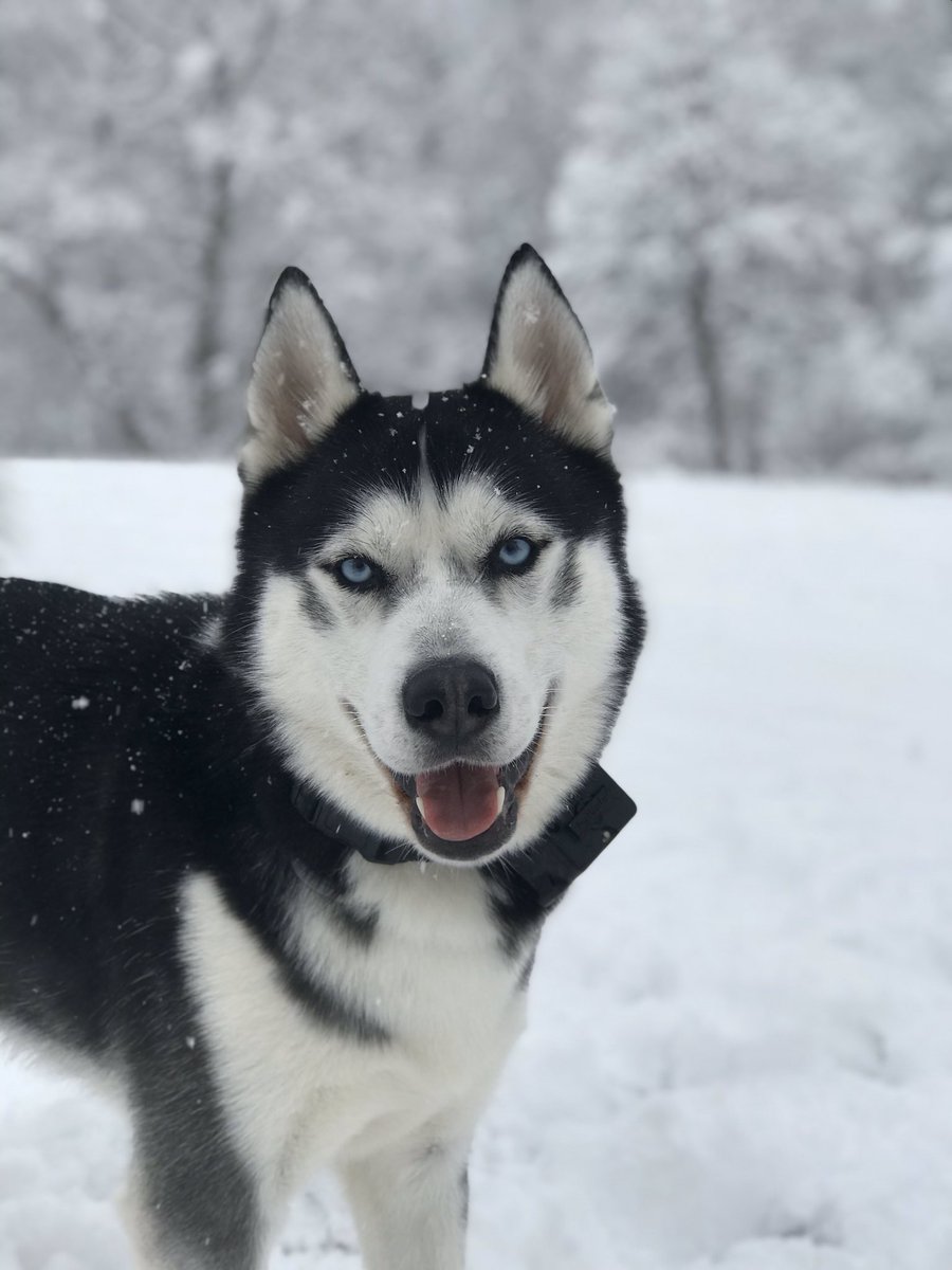 falcon_leigh's tweet photo. my Bleu 😍 https://t.co/BfqOCpSJ8A