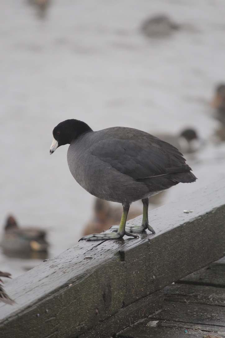 A greyish-black bird with a white beak and yellow-green legs with lobed feet stands on the edge of a boardwalk looking into the water.
