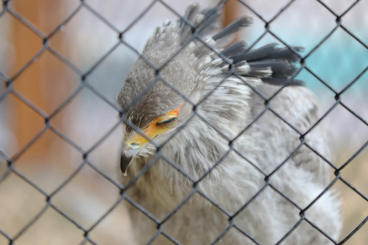 名前からは想像つかない美しき鳥、ヘビクイワシをご存知ですか？