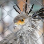 リアルツイッター 美しすぎる鳥 マウンテン ブルーバード が話題に 話題の画像プラス リアルツイッター 美しすぎる鳥 マウンテン ブルーバード が話題に 話題の画像プラス