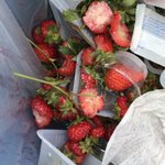 イチゴ農家からのお願い、イチゴ狩りでのイチゴの食べ方が汚い!