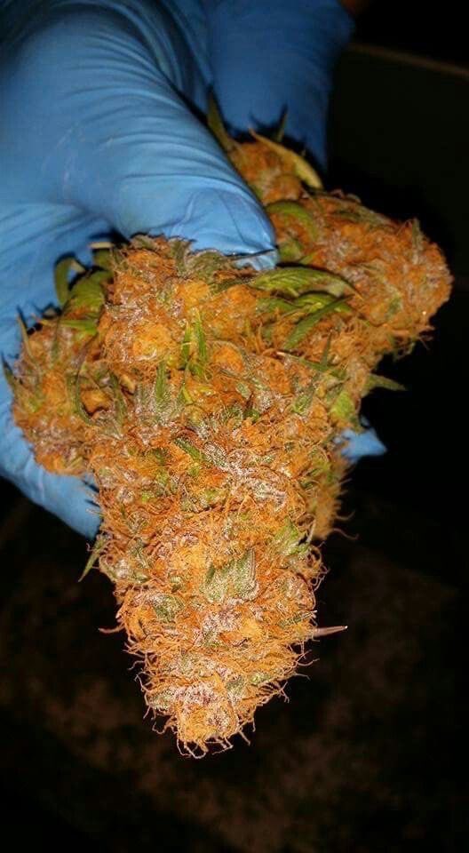 BloomzDr's tweet photo. Orange Gelato in the test phase, so many option we have to narrow it down ๐ค๐ we have to beat these grow factories #craftweed #craftgrow #weed #cannabis #marijuana #medicalmarijuana #pot #cannabisphotography #cannabisindustry #growsetup #weedporn #weedpics #weedtweet https://t.co/kgT5pACXPx