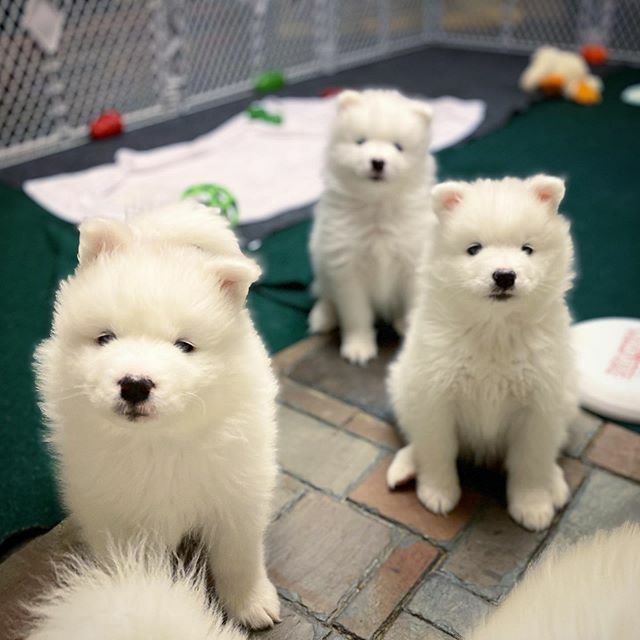 Practicing posing like Uncle Harvard! 🐾💞