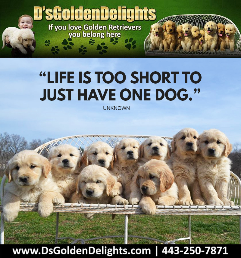 DsGolden_'s tweet image. “Life is too short to just have one dog.” – Unknown
#dsgoldendelights