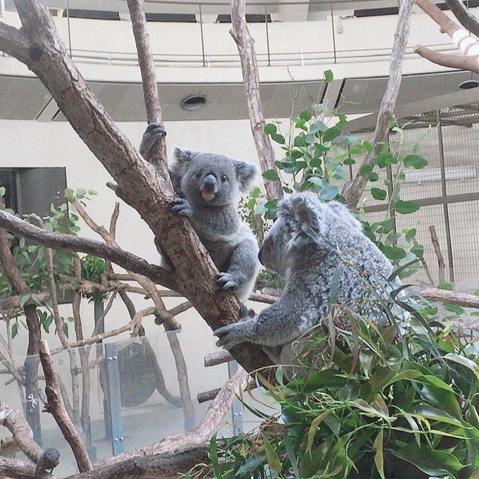 債券は上昇 手描きイラスト 色紙 コアラの親子 アート 写真 Devzone Positivecoach Org 債券は上昇 手描きイラスト 色紙 コアラの親子 アート 写真 Devzone Positivecoach Org